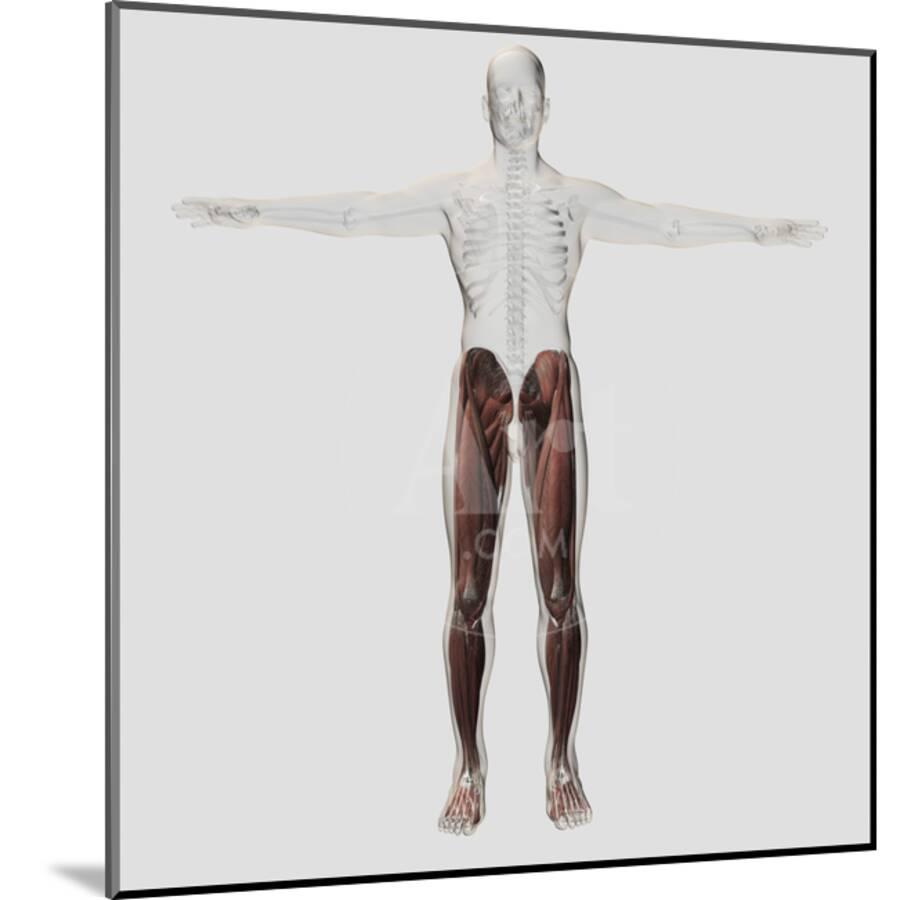 Male Leg Muscle Diagram : Anatomy Of The Abdomen And Groin Saint Luke S