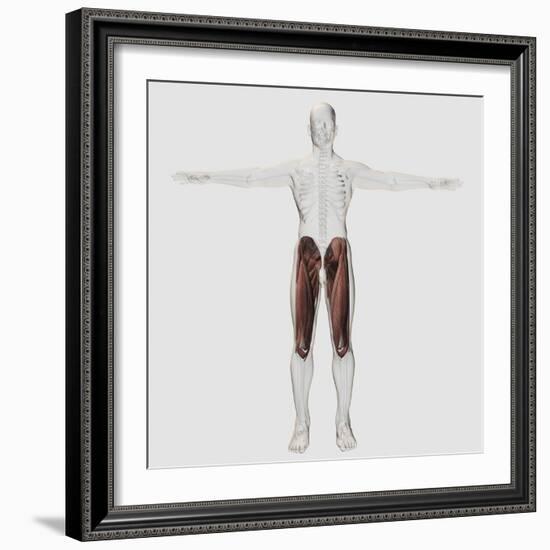 Male Muscle Anatomy of the Human Legs, Anterior View-null-Framed Art Print