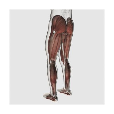Male Muscle Anatomy Of The Human Legs Posterior View Art Print Art Com