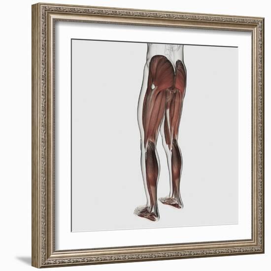 Male Muscle Anatomy of the Human Legs, Posterior View-null-Framed Art Print