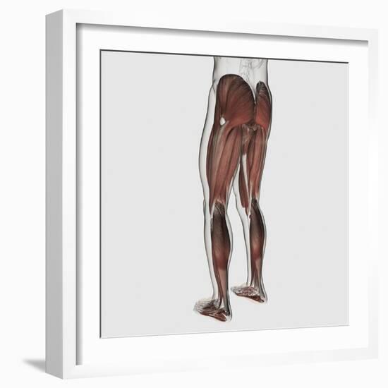 Male Muscle Anatomy of the Human Legs, Posterior View-null-Framed Art Print