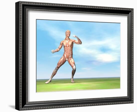 Male Musculature in Fighting Stance-null-Framed Art Print