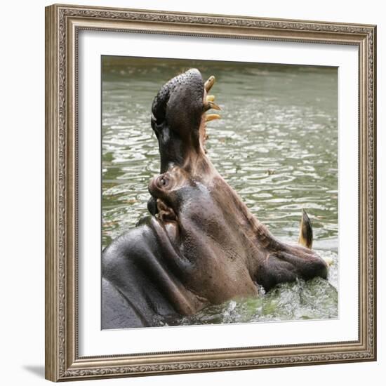 Male Nile Hippopotamus Plays at the Smithsonian National Zoo-null-Framed Photographic Print