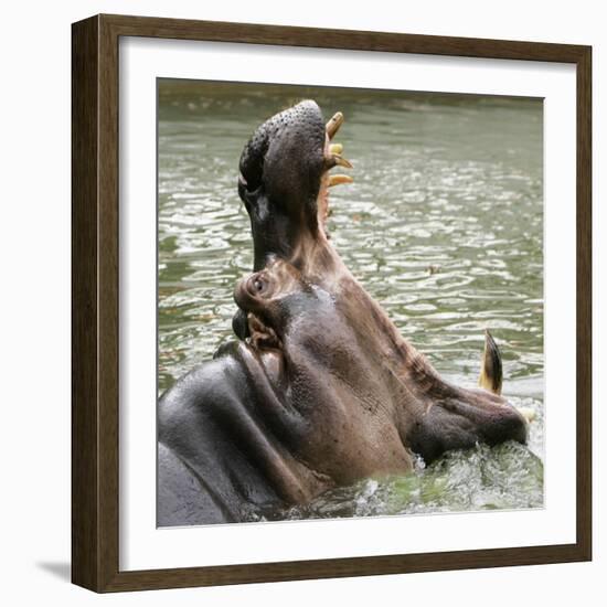 Male Nile Hippopotamus Plays at the Smithsonian National Zoo-null-Framed Photographic Print