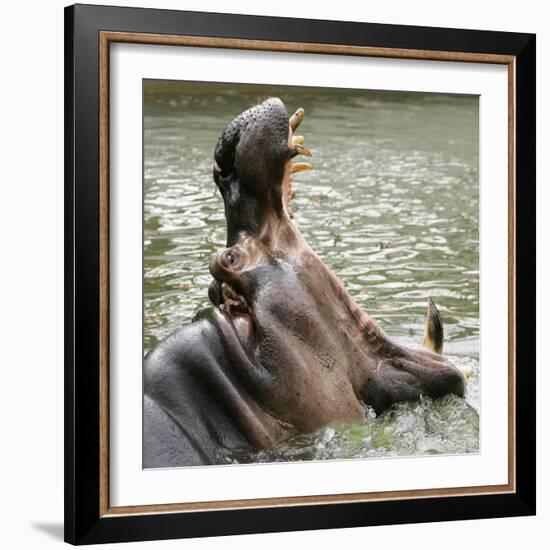 Male Nile Hippopotamus Plays at the Smithsonian National Zoo-null-Framed Photographic Print