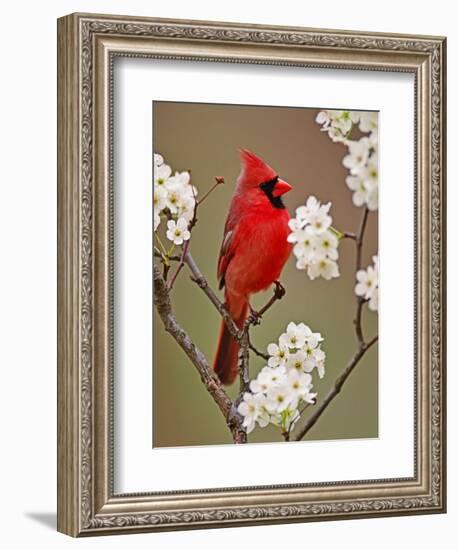 Male Northern Cardinal Among Blossoms of Pear Tree-Adam Jones-Framed Photographic Print