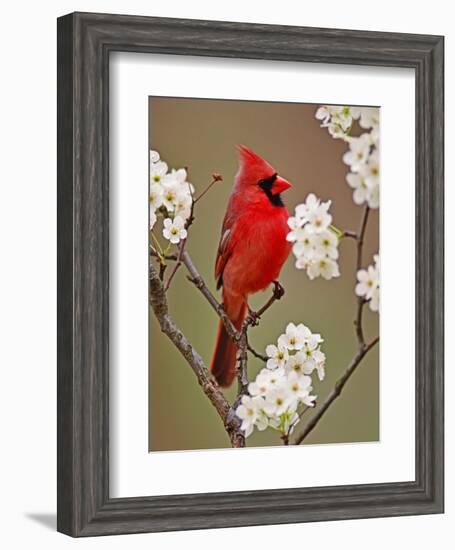 Male Northern Cardinal Among Blossoms of Pear Tree-Adam Jones-Framed Photographic Print