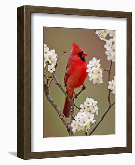 Male Northern Cardinal Among Blossoms of Pear Tree-Adam Jones-Framed Photographic Print