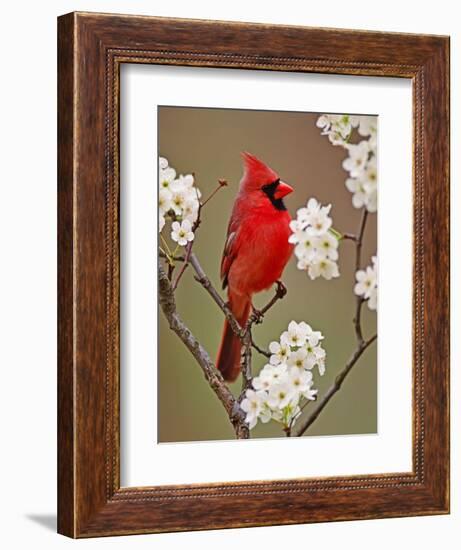 Male Northern Cardinal Among Blossoms of Pear Tree-Adam Jones-Framed Photographic Print