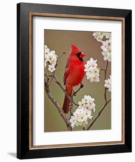 Male Northern Cardinal Among Blossoms of Pear Tree-Adam Jones-Framed Photographic Print