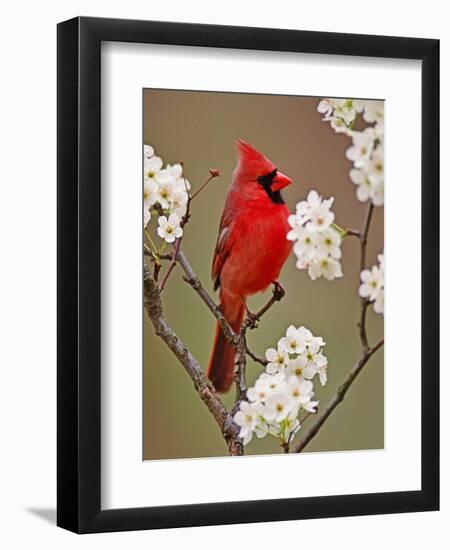 Male Northern Cardinal Among Blossoms of Pear Tree-Adam Jones-Framed Photographic Print