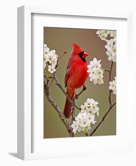 Male Northern Cardinal Among Blossoms of Pear Tree-Adam Jones-Framed Photographic Print