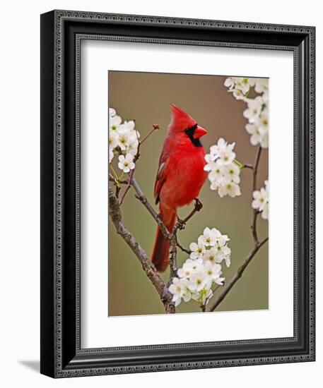 Male Northern Cardinal Among Blossoms of Pear Tree-Adam Jones-Framed Photographic Print