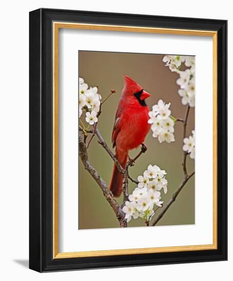 Male Northern Cardinal Among Blossoms of Pear Tree-Adam Jones-Framed Photographic Print