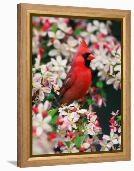 Male Northern Cardinal among Crabapple Blossoms-Adam Jones-Framed Premier Image Canvas