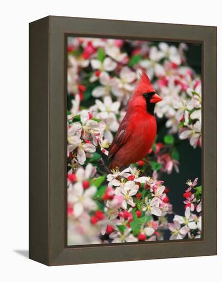 Male Northern Cardinal among Crabapple Blossoms-Adam Jones-Framed Premier Image Canvas