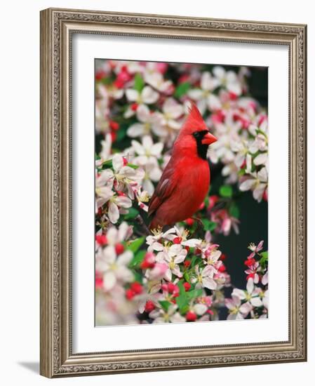 Male Northern Cardinal among Crabapple Blossoms-Adam Jones-Framed Photographic Print