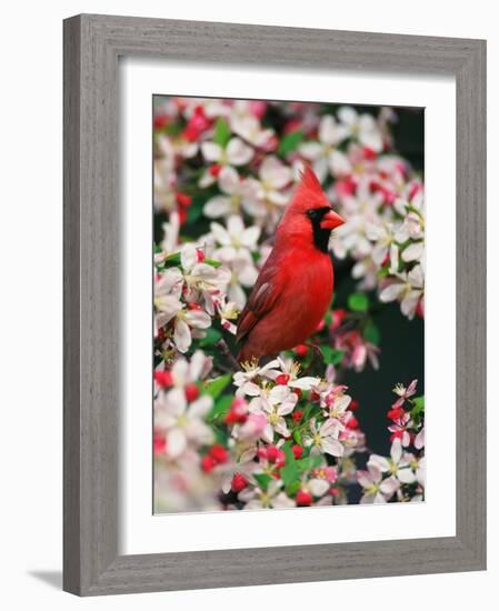 Male Northern Cardinal among Crabapple Blossoms-Adam Jones-Framed Photographic Print