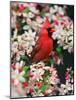 Male Northern Cardinal among Crabapple Blossoms-Adam Jones-Mounted Photographic Print