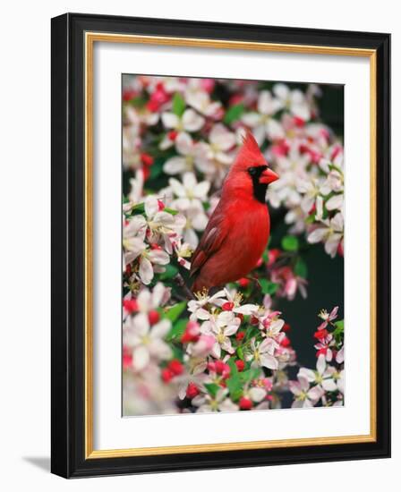 Male Northern Cardinal among Crabapple Blossoms-Adam Jones-Framed Photographic Print