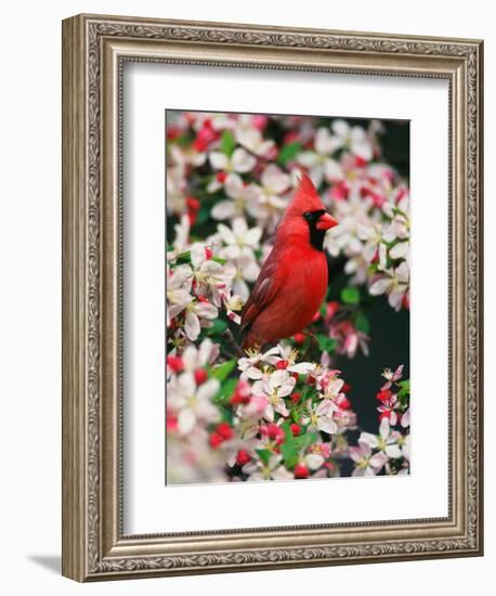 Male Northern Cardinal among Crabapple Blossoms-Adam Jones-Framed Photographic Print