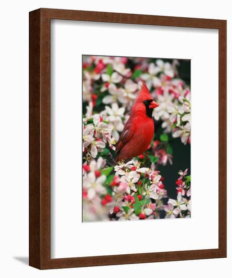 Male Northern Cardinal among Crabapple Blossoms-Adam Jones-Framed Photographic Print