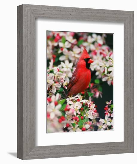 Male Northern Cardinal among Crabapple Blossoms-Adam Jones-Framed Photographic Print