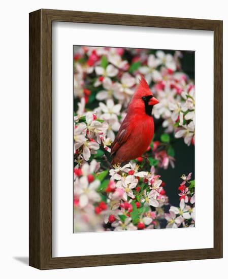 Male Northern Cardinal among Crabapple Blossoms-Adam Jones-Framed Photographic Print