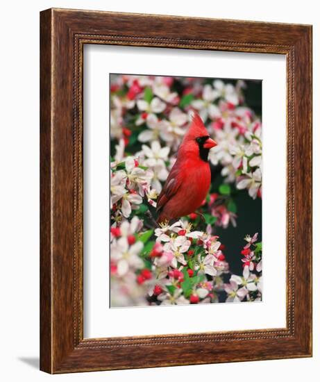 Male Northern Cardinal among Crabapple Blossoms-Adam Jones-Framed Photographic Print