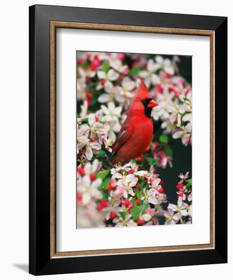 Male Northern Cardinal among Crabapple Blossoms-Adam Jones-Framed Photographic Print