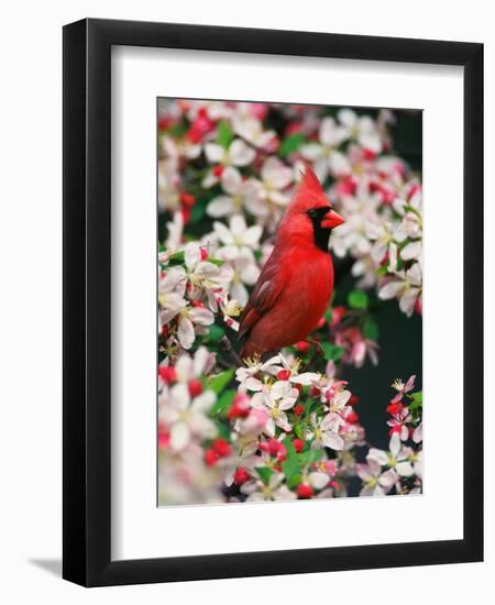 Male Northern Cardinal among Crabapple Blossoms-Adam Jones-Framed Photographic Print