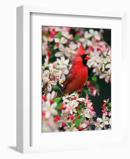 Male Northern Cardinal among Crabapple Blossoms-Adam Jones-Framed Photographic Print