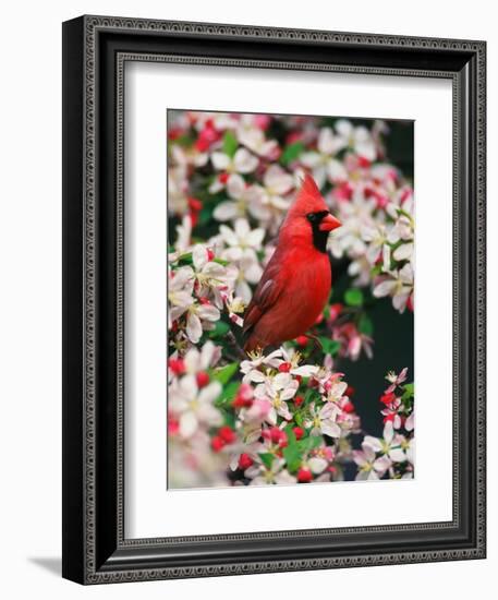 Male Northern Cardinal among Crabapple Blossoms-Adam Jones-Framed Photographic Print