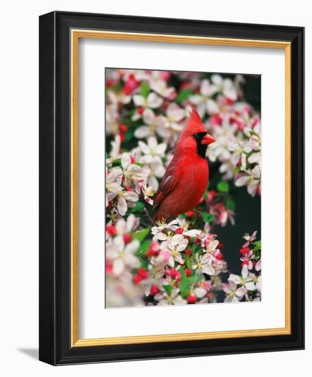 Male Northern Cardinal among Crabapple Blossoms-Adam Jones-Framed Photographic Print