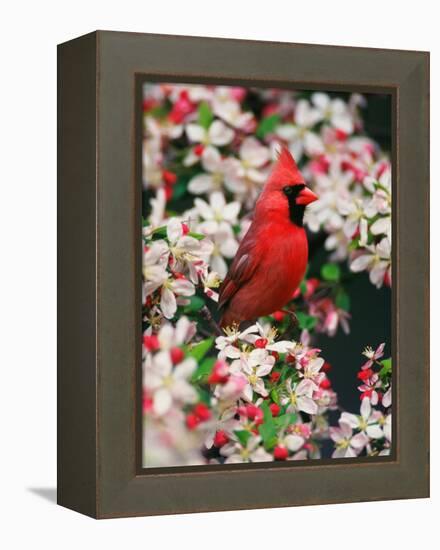 Male Northern Cardinal among Crabapple Blossoms-Adam Jones-Framed Premier Image Canvas