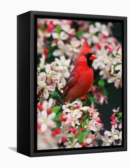 Male Northern Cardinal among Crabapple Blossoms-Adam Jones-Framed Premier Image Canvas