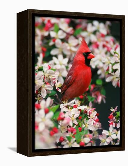 Male Northern Cardinal among Crabapple Blossoms-Adam Jones-Framed Premier Image Canvas