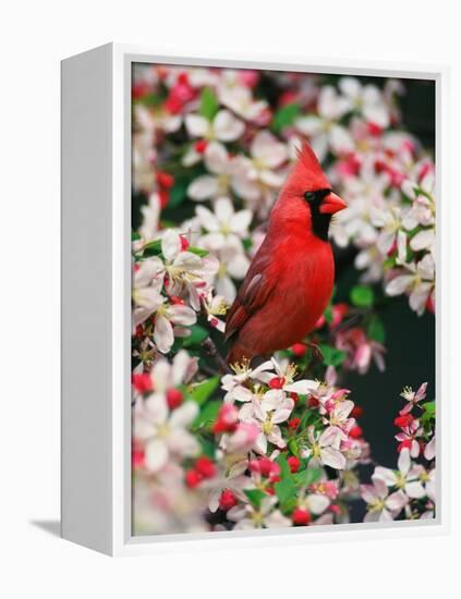 Male Northern Cardinal among Crabapple Blossoms-Adam Jones-Framed Premier Image Canvas