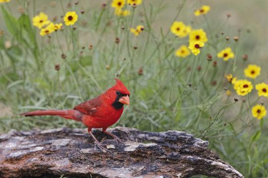 Roses and cardinals print by Editors Choice