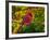 Male Northern Cardinal in Autumn-Adam Jones-Framed Photographic Print