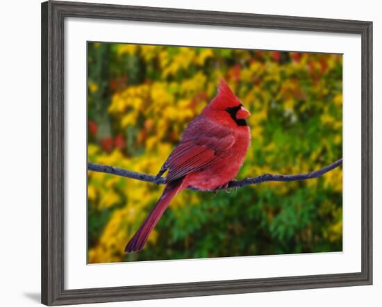 Male Northern Cardinal in Autumn-Adam Jones-Framed Photographic Print