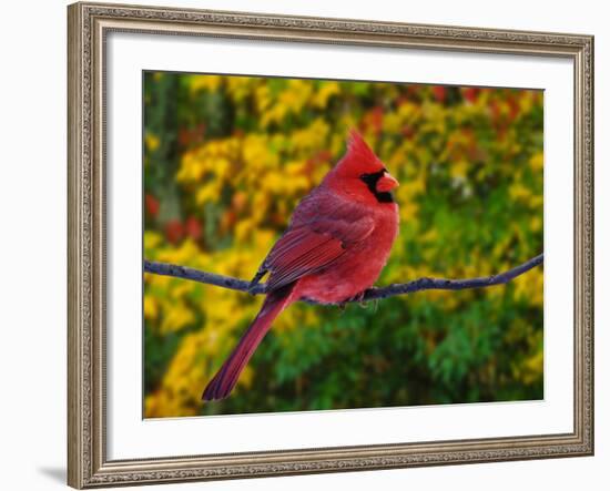 Male Northern Cardinal in Autumn-Adam Jones-Framed Photographic Print