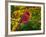 Male Northern Cardinal in Autumn-Adam Jones-Framed Photographic Print