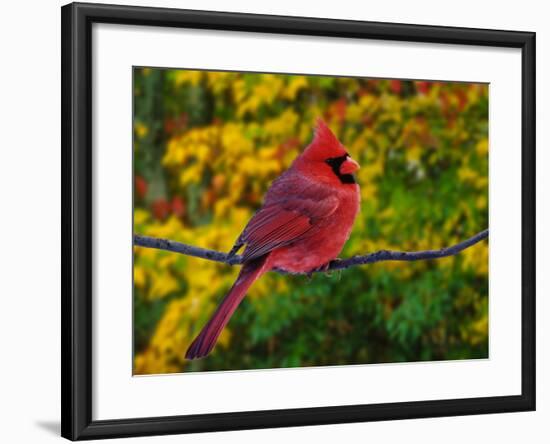 Male Northern Cardinal in Autumn-Adam Jones-Framed Photographic Print