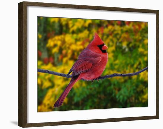 Male Northern Cardinal in Autumn-Adam Jones-Framed Photographic Print