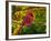 Male Northern Cardinal in Autumn-Adam Jones-Framed Photographic Print