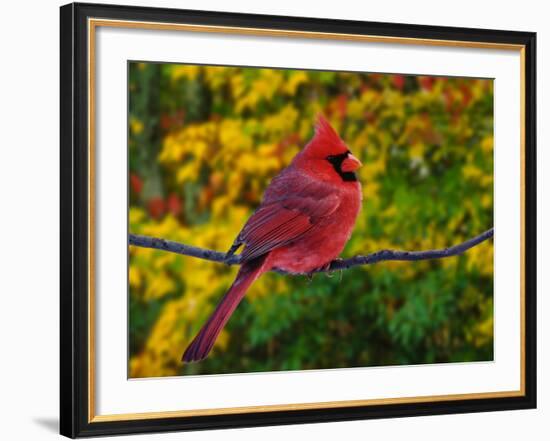 Male Northern Cardinal in Autumn-Adam Jones-Framed Photographic Print