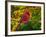 Male Northern Cardinal in Autumn-Adam Jones-Framed Photographic Print