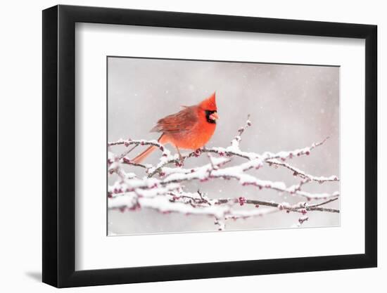 Male Northern cardinal in breeding plumage, New York, USA-Marie Read-Framed Photographic Print