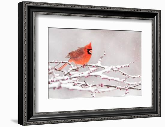 Male Northern cardinal in breeding plumage, New York, USA-Marie Read-Framed Photographic Print